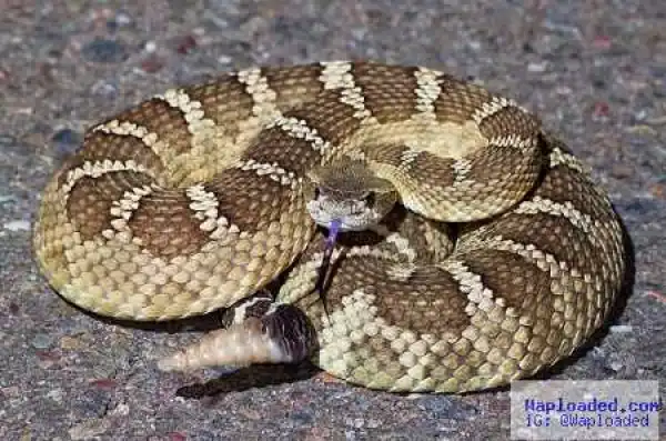 Woman Makes Shocking Revelation About Satanist Husband Who Has a Snake That Gives Him Power and Riches